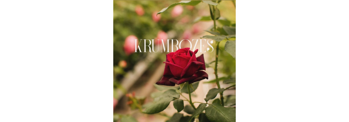 Kāpēc izvēlēties krūmrozes?